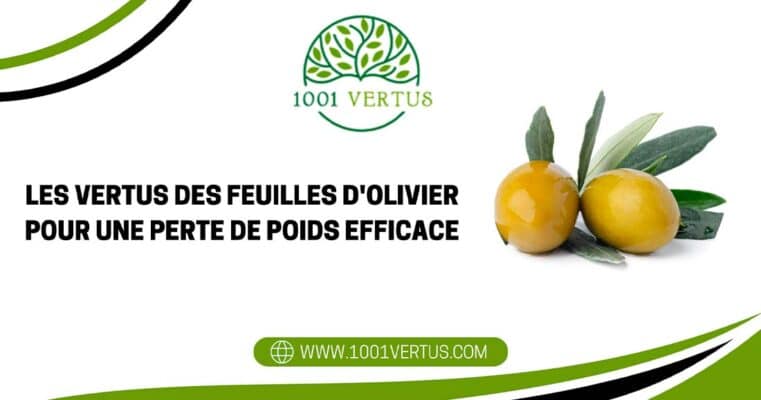 folhas de oliveira e perda de peso