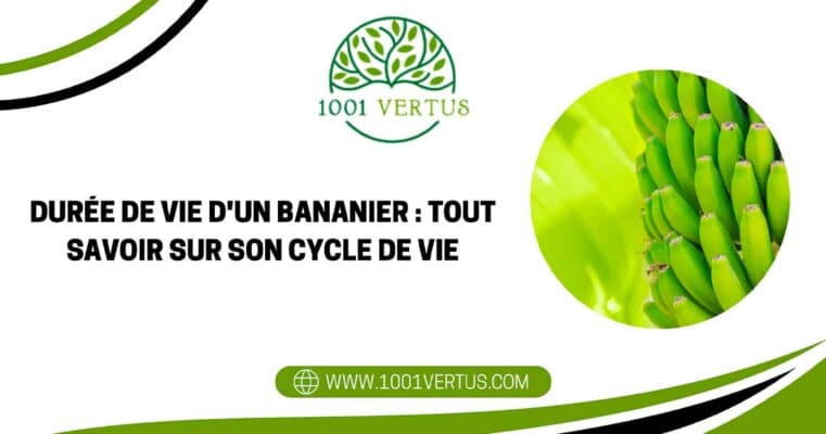 Durata di vita di una pianta di banana